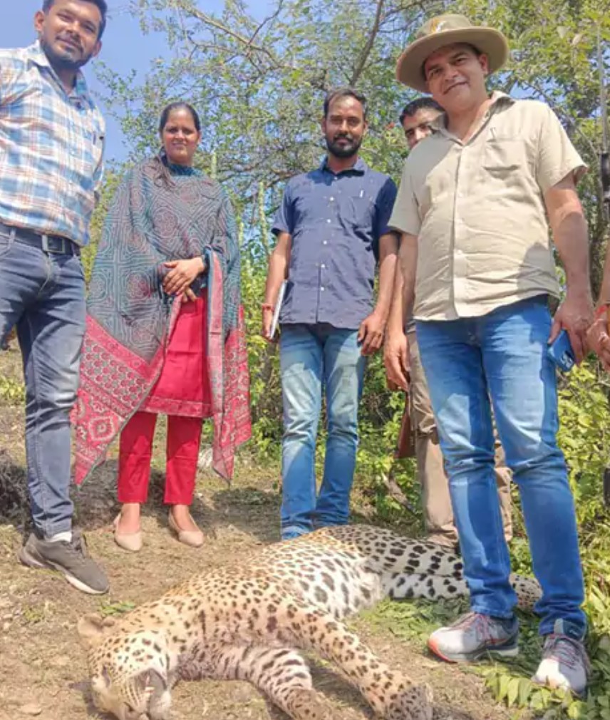 उदयपुर में आदमखोर पैंथर को गोली मारकर ढेर किया गया : नेशनल और इंटरनेशनल घटनाओं से मिलता खौफनाक अंत