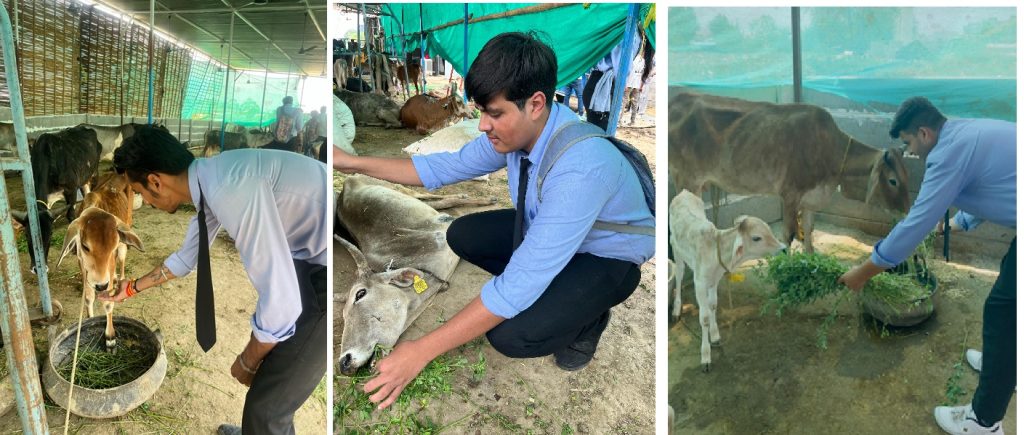 गौशाला में गुड़ और चारे से मना अभय मंजुला सेवा संस्थान का स्थापना दिवस