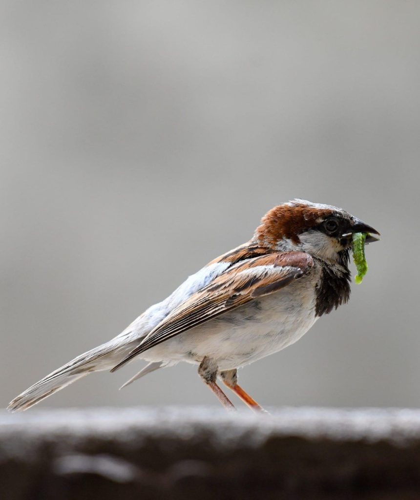 विश्व गौरैया दिवस पर विशेष : नन्ही चिड़िया की घटती संख्या चिंता का विषय