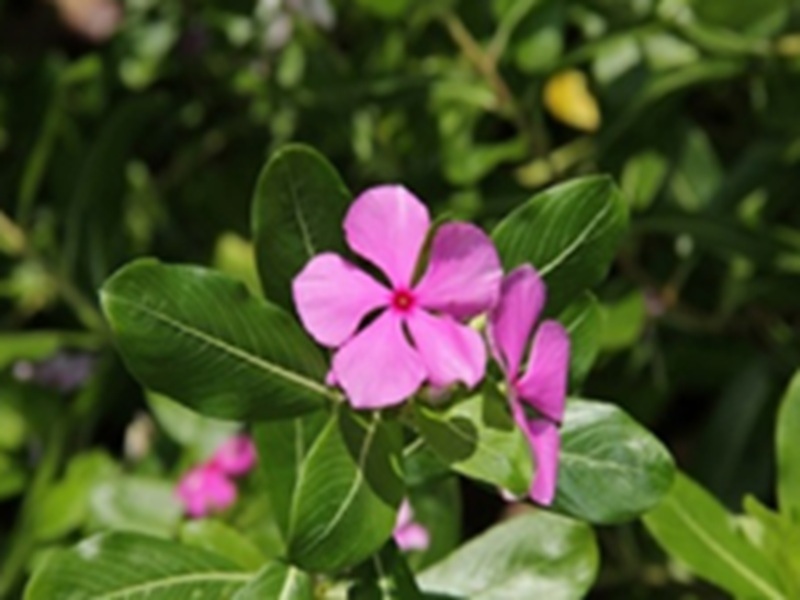 From Menstrual Issues to Nosebleeds: Periwinkle Leaves and Flowers Offer Powerful Health Benefits