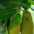 Jackfruit : A Nutrient-Rich Superfood Benefiting Health and Taste