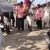 सभ्य समाज के चेहरे पर कालिख : शराबबंदी के नाम पर युवक को अमानवीय सजा, अपनों ने ही बरगद को बना दिया ‘फंदा’