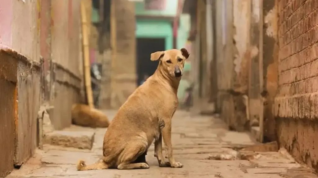 राजधानी का यह अनोखा चुनाव : जब कुत्तों ने सिखाया सह-अस्तित्व और करुणा का पाठ